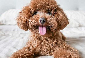 Pet-Friendly Hotels are what Funny Talking Dog Video uses when on tour making Funny animal videos. Check this out