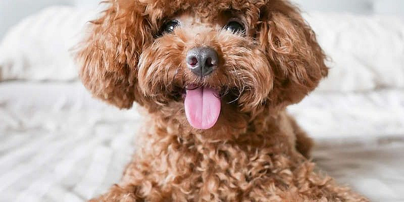 Pet-Friendly Hotels are what Funny Talking Dog Video uses when on tour making Funny animal videos. Check this out