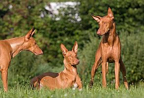 Pharaoh Hound Dog Breed Information