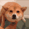 Pizza Doge GIFs - Find & Share on GIPHY