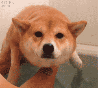 Pizza Doge GIFs - Find & Share on GIPHY