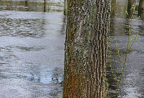 I love rains, they are for me as a means for the background, or as background sounds, or as white noise. I like to listen to the sounds of rain for relaxation, rain is a good rest for the soul and body.