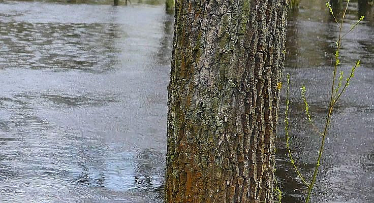 I love rains, they are for me as a means for the background, or as background sounds, or as white noise. I like to listen to the sounds of rain for relaxation, rain is a good rest for the soul and body.