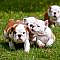 Size: 24x16in English Bulldog Puppies Playing OutdoorsWe have more otsphoto Posters. Choose from our catalog of over 500,000 posters! This image is from the Shutterstock collection.
