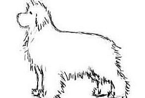 Priceless tips on how to groom and trim your Newfoundland | Bark Time = everything and nothing