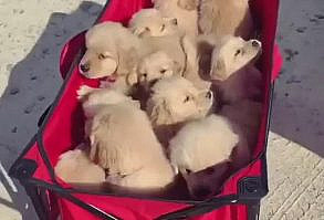 #goldenpuppy #goldens #goldenretrievers #goldenretrieverpuppy #goldenlovers