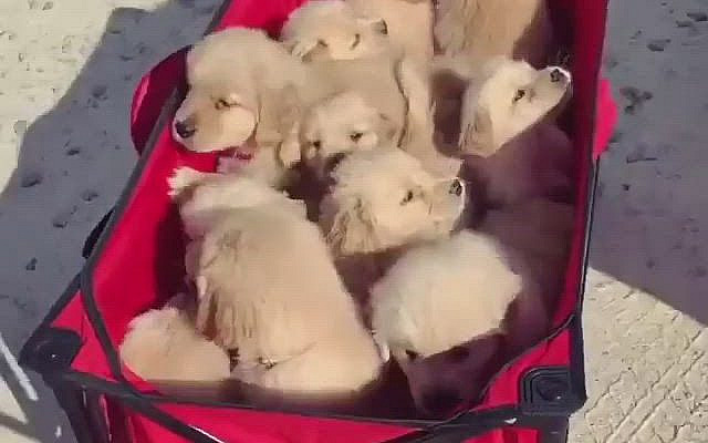 #goldenpuppy #goldens #goldenretrievers #goldenretrieverpuppy #goldenlovers