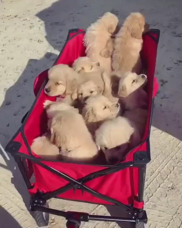 #goldenpuppy #goldens #goldenretrievers #goldenretrieverpuppy #goldenlovers 