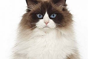 Ragdoll Cat Temperament - The World's Nicest Cat Breed?
