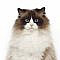 Ragdoll Cat Temperament - The World's Nicest Cat Breed?