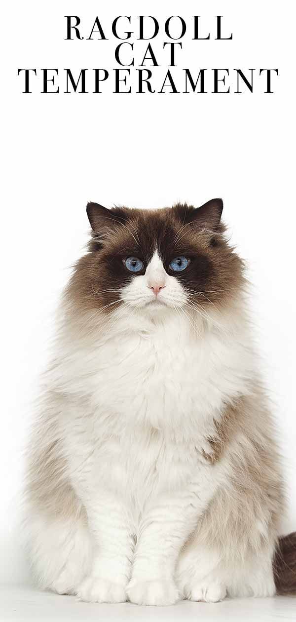 Ragdoll Cat Temperament - The World's Nicest Cat Breed?