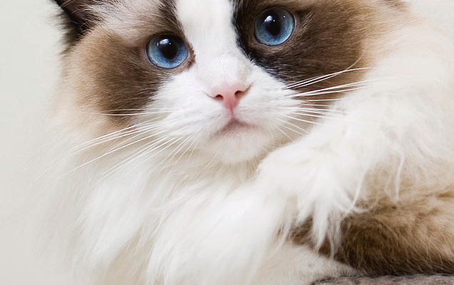 Ragdoll kitten