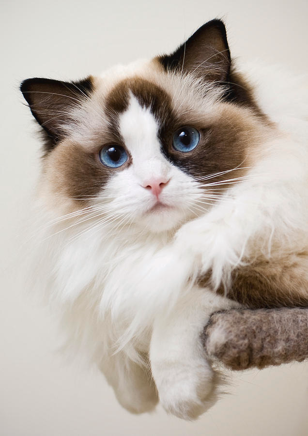 Ragdoll kitten