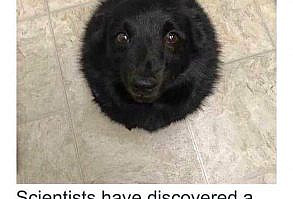 Rare blackhole pupper