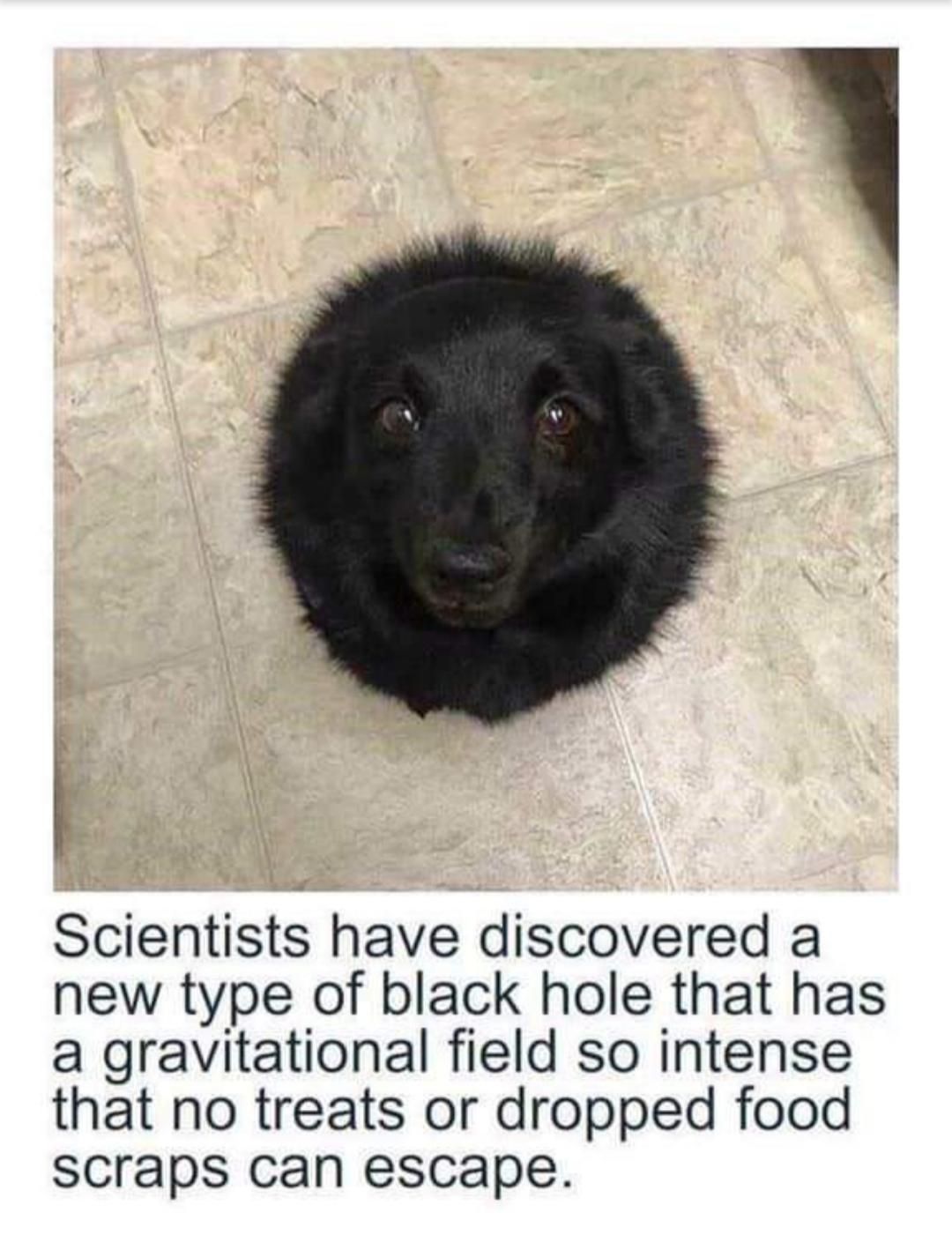 Rare blackhole pupper