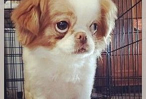 Really. | 29 Pics That Prove That Japanese Chins Are The Cutest Dogs Around