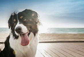 Refuerza el vínculo con tu mascota