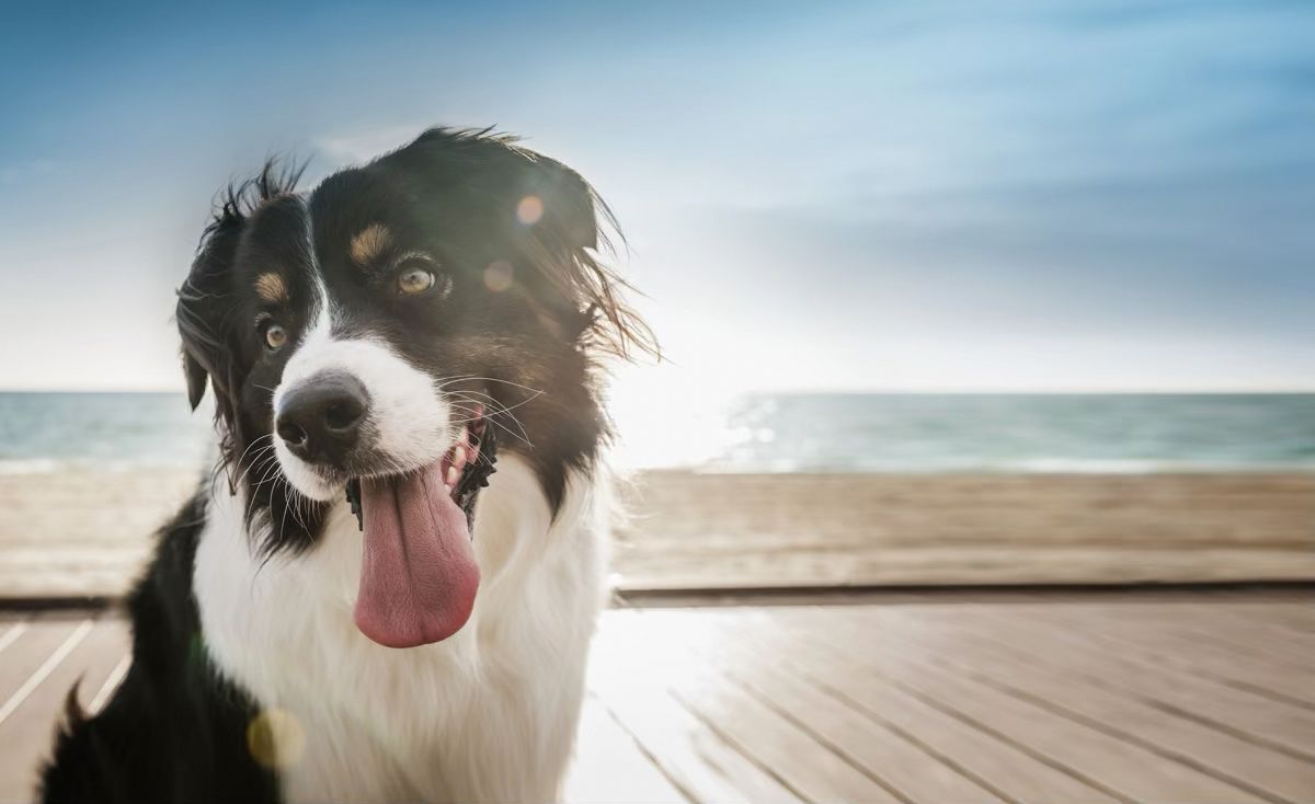 Refuerza el vínculo con tu mascota