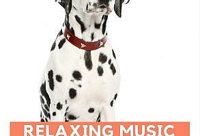 Music Can Relax Pets And Soothe Separation Anxiety, Hyperactivity And Mild Forms Of Aggression. Music Has Also Been Credited With Stimulating Your Pets' Mind! While Music Can Be Used As A Useful Therapeutic Tool In...Read More Here. #Music #Therapy #Dogs