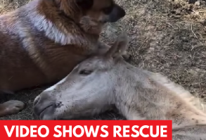 Rescue Dog Steps In To Provide Comfort For Orphaned Foal | #video #animals #adorable #cute