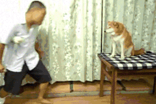 Rude DOGE is rude