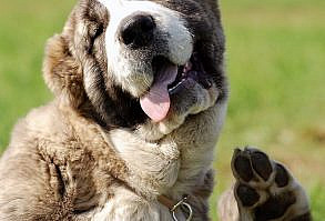 All Russian Dogs and Russian dog breeds! Russian dog names and dog commands. Caucasian Shepherd, Borzoi, Black Russian Terrier, Ovcharka, Samoyed, Russian Toy. #russiandogs, #russiandogbreeds, #russiandognames,