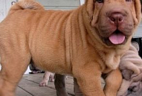 SHARPEI COLORS - Red Diluite -  OzelleLily Shar-Pei ( FCI- Blue Tongue )