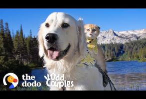Service Dog Wasn't Playful — Until He Met His Kitten Sister | The Dodo Odd Couples - YouTube