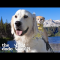 Service Dog Wasn't Playful — Until He Met His Kitten Sister | The Dodo Odd Couples - YouTube