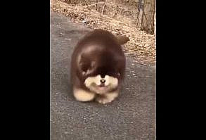 Sevimli köpek sevimli hayvanlar