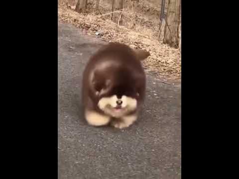 Sevimli köpek sevimli hayvanlar