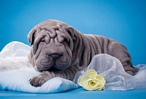 Shar Pei - animal, white, blue, puppy, shar pei, grey, dog, flower, yellow