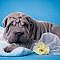 Shar Pei - animal, white, blue, puppy, shar pei, grey, dog, flower, yellow