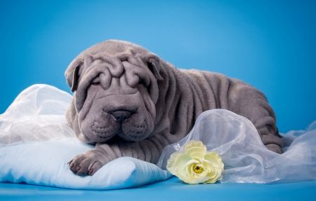 Shar Pei - animal, white, blue, puppy, shar pei, grey, dog, flower, yellow