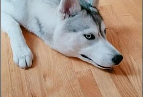 #dogs #dogsofinstagram #funnyvideos #funny #animals