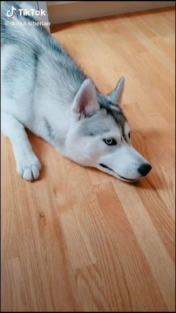 #dogs #dogsofinstagram #funnyvideos #funny #animals 