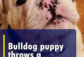 She tells her lovable bulldog puppy to shush. He proceeds to throw a puppy tantrum of epic proportions. #puppy #pets #dogs #bulldog #cute