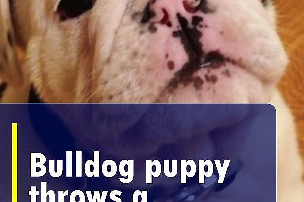 She tells her lovable bulldog puppy to shush. He proceeds to throw a puppy tantrum of epic proportions. #puppy #pets #dogs #bulldog #cute