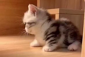 Cat Funny | Cat Cute videos | Cat Funny Videos