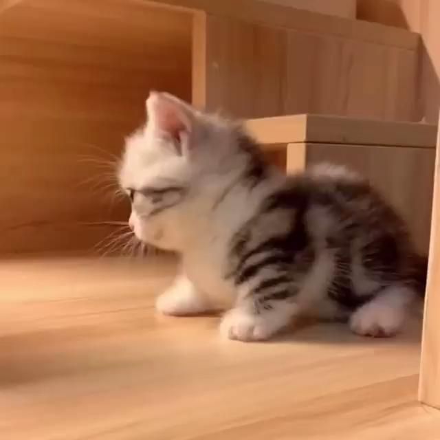 Cat Funny | Cat Cute videos | Cat Funny Videos