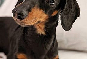 Crusoe & Oakley the Dachshunds' Trip to Smoky Mountains - Part 2