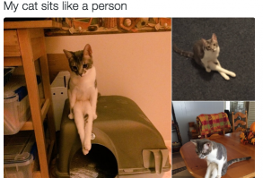 39 Tweets About Cats That Make Us Laugh Every Single Time - I Can Has Cheezburger? - Funny Cats | Funny Pictures | Funny Cat Memes | GIF | Cat GIFs | Dogs | Animal Captions | LOLcats | Have Fun | Funny Memes