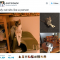 39 Tweets About Cats That Make Us Laugh Every Single Time - I Can Has Cheezburger? - Funny Cats | Funny Pictures | Funny Cat Memes | GIF | Cat GIFs | Dogs | Animal Captions | LOLcats | Have Fun | Funny Memes