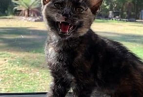 Cat videos for your day, enjoy and happy weekend guys! #CatMemes #CuteCats #AdorableCats #FunnyCats