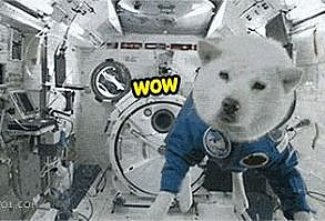 Space Doge
