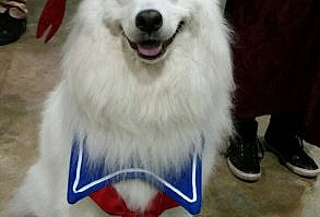 This adorable Stay Puft Marshmallow Man dog costume made its debut with Nora at Wizard World Chicago 2017. Due to so many people asking about it, it's now available for purchase! It features a hat w/strap and a sailor-type bib. Please specify small, medium, or large size. If you're not sure, just ask and I'll make a recommendation. :) The words 'Stay Puft' are now embroidered on the hat.