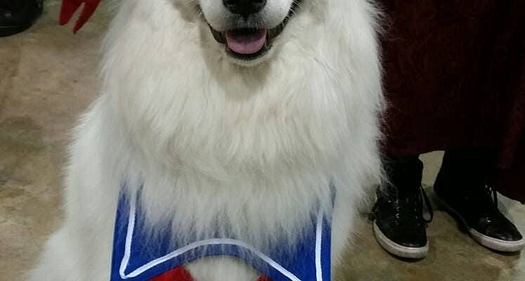 This adorable Stay Puft Marshmallow Man dog costume made its debut with Nora at Wizard World Chicago 2017. Due to so many people asking about it, it's now available for purchase! It features a hat w/strap and a sailor-type bib. Please specify small, medium, or large size. If you're not sure, just ask and I'll make a recommendation. :) The words 'Stay Puft' are now embroidered on the hat.