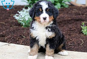 Stewie | Bernese Mountain Dog Puppy For Sale | Keystone Puppies  #BerneseMnt #keystonepuppies