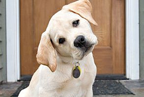 Stunning Dog Photography | Julie Clegg