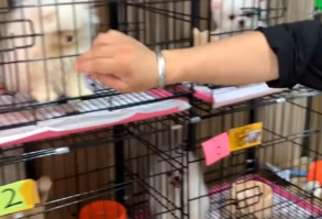 Super Cute Funny Baby Dog Videos Compilation |Dog Lover Vlog | #Shorts #funnydog #funnydogvideos #funnyanimals